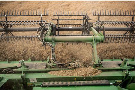 Top view of an HDF50 harvesting wheat with 3-piece reel