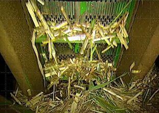 Flow of cane being scanned