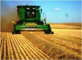 Double windrow being combined