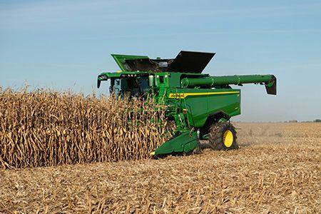 Harvesting in corn