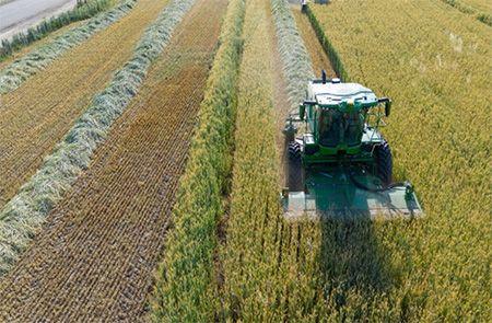 W260R cutting a center windrow discharge in field