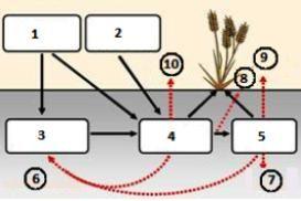 Manage nitrogen to minimize losses