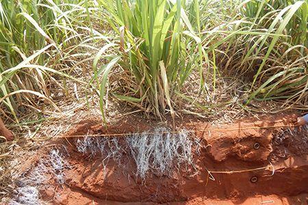 Root system development with and without compaction