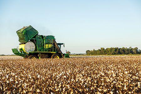 CP770 harvesting cotton